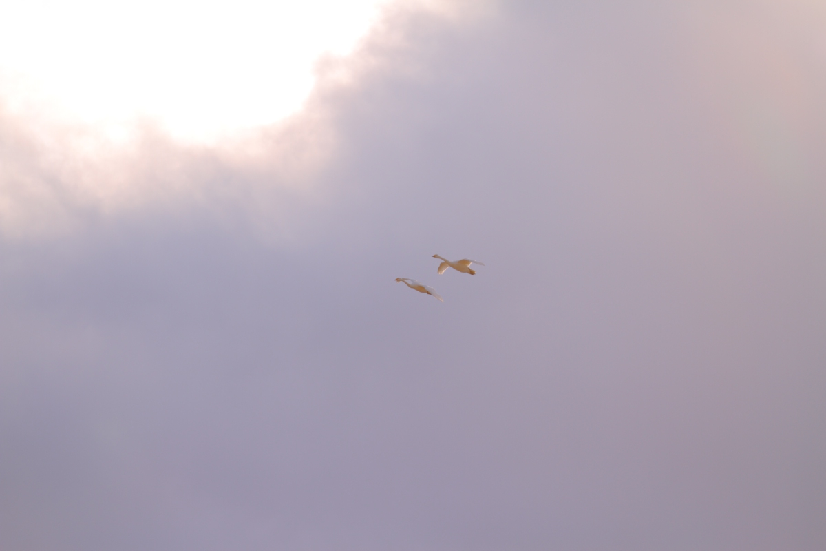 a0155104_12441976.jpg