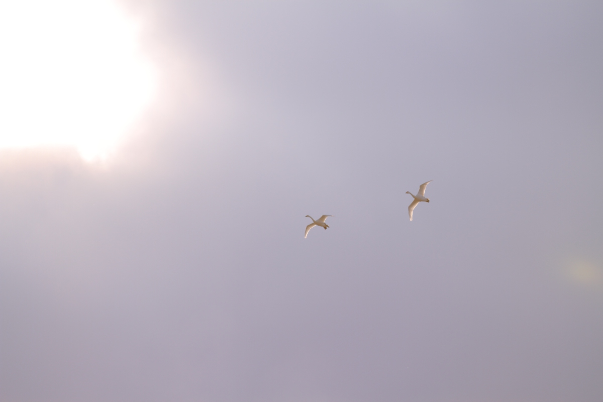 a0155104_12442178.jpg
