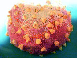 f0000211_1323845.jpg