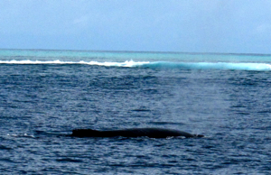 f0190653_1250413.jpg