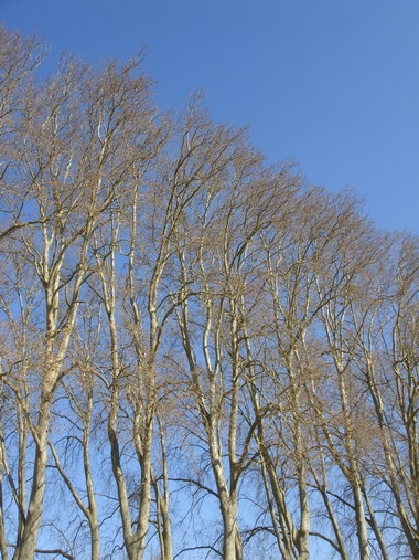 a0247585_875345.jpg