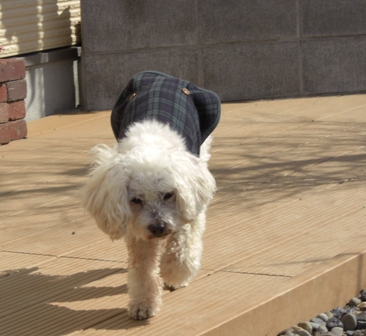 c0132205_154461.jpg