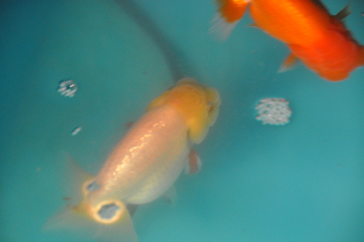 e0075412_2047484.jpg