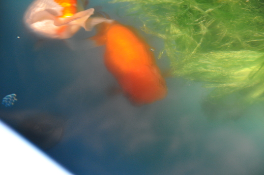 e0075412_20525948.jpg