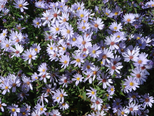 a0255840_10344086.jpg