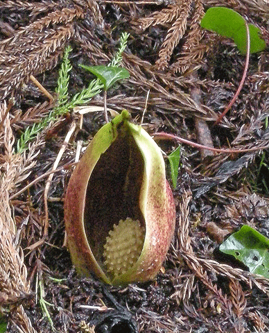a0001354_21254129.gif
