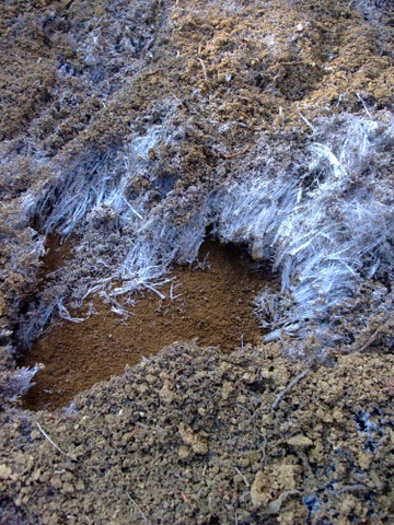 a0043982_20314576.jpg