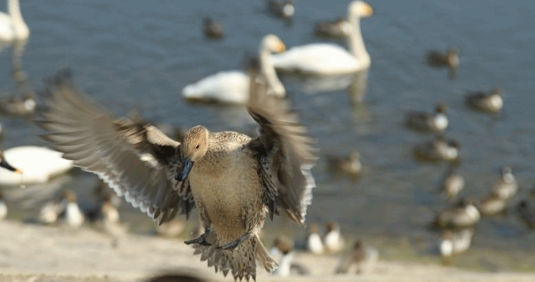 c0145250_12434520.gif