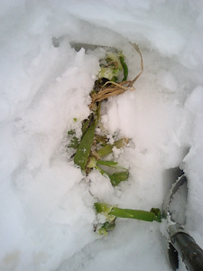 c0145183_132813.jpg