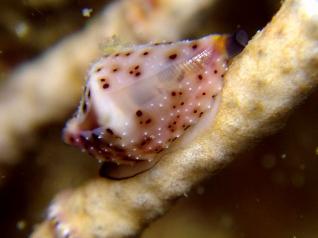 d0175710_1023076.jpg