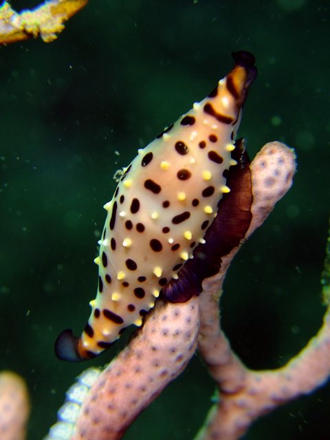 d0175710_10231890.jpg