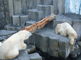 c0188928_1232525.gif