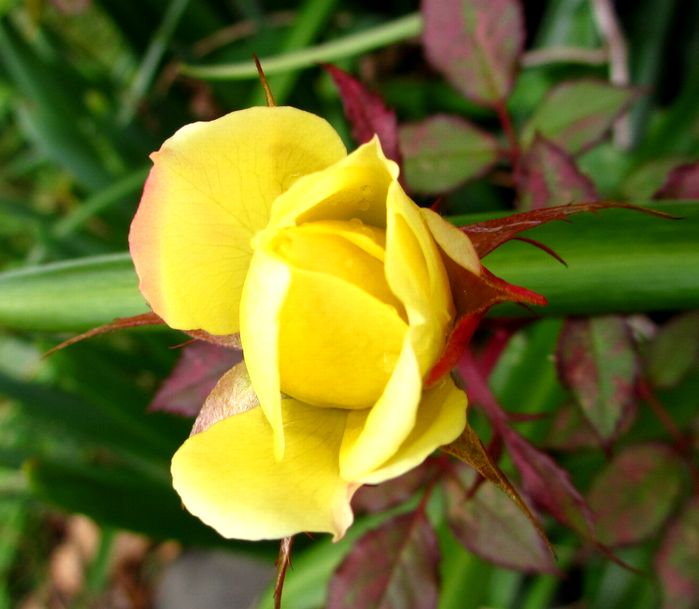 e0149934_1885278.jpg