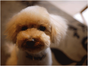 b0182846_23364419.gif
