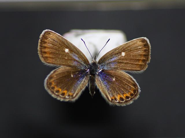e0188677_2027638.jpg