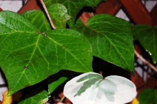 b0054391_8454690.jpg