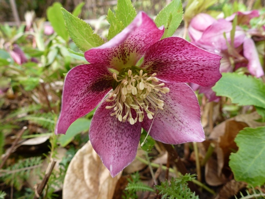 c0042418_9474515.jpg