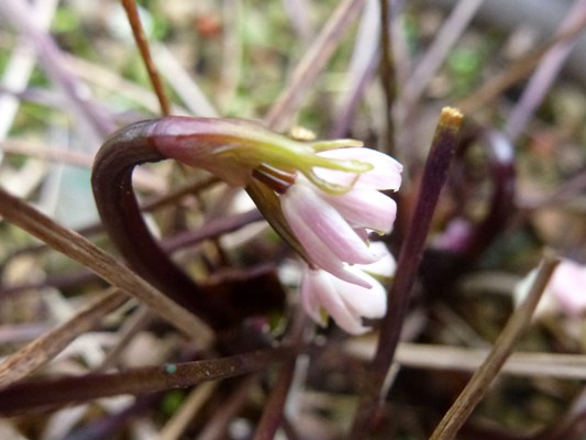 c0042418_9483156.jpg