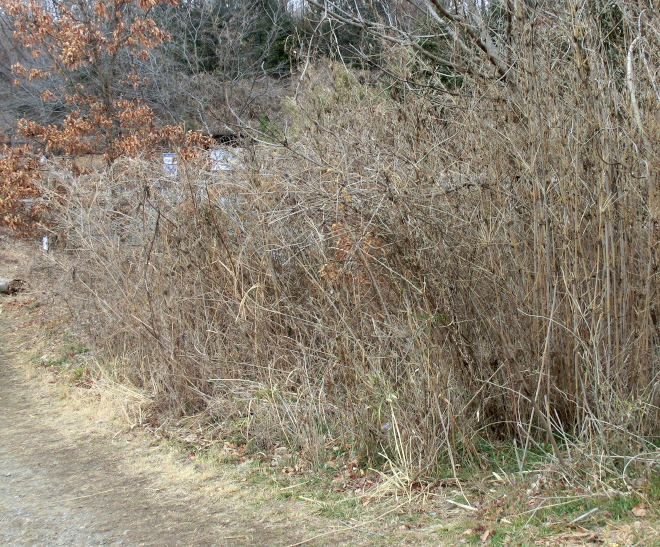 a0126632_1964090.jpg