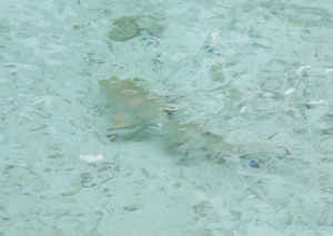 f0190653_9485530.jpg