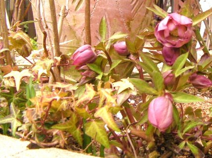 c0204121_8502846.jpg