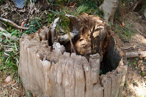 e0024081_1535383.jpg