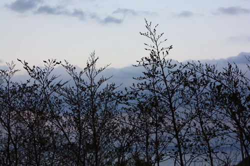 c0204385_2371513.jpg