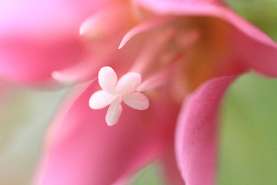 e0166336_12102181.jpg