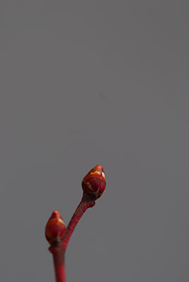 c0145453_10594061.jpg
