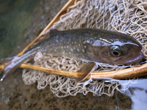b0178889_14173371.jpg