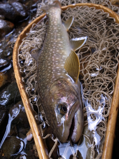 b0178889_1426421.jpg