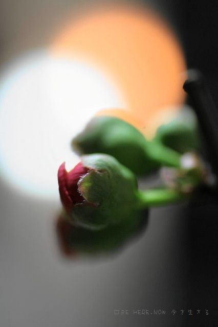 f0083400_2135394.jpg