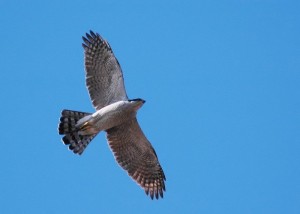 c0187004_1759577.jpg