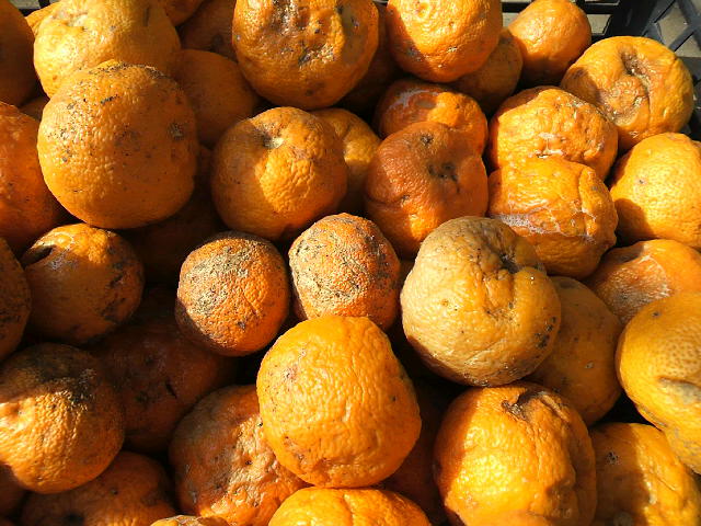 f0127408_8453812.jpg