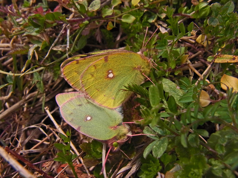 f0160222_227492.jpg