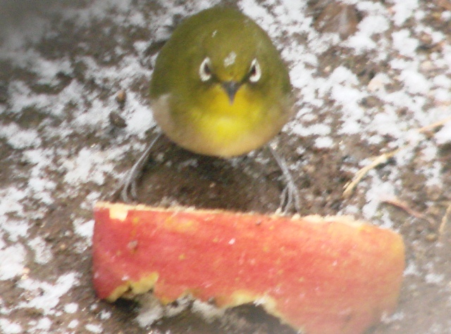 c0039924_21122774.jpg
