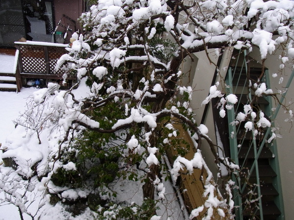 a0175545_1373386.jpg