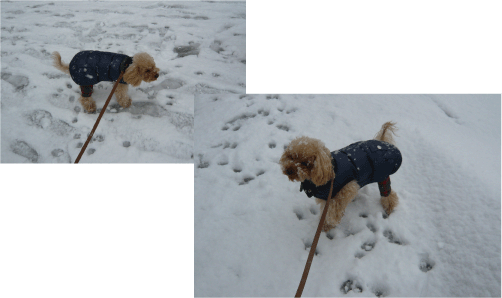 b0182846_1512365.gif
