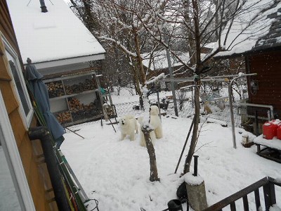 d0033151_19374377.jpg