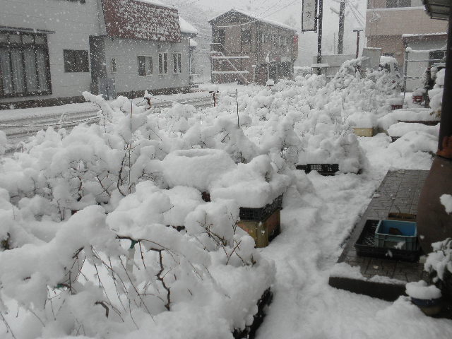 a0120264_14431664.jpg