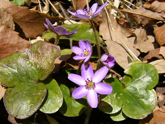 e0145782_2025084.jpg