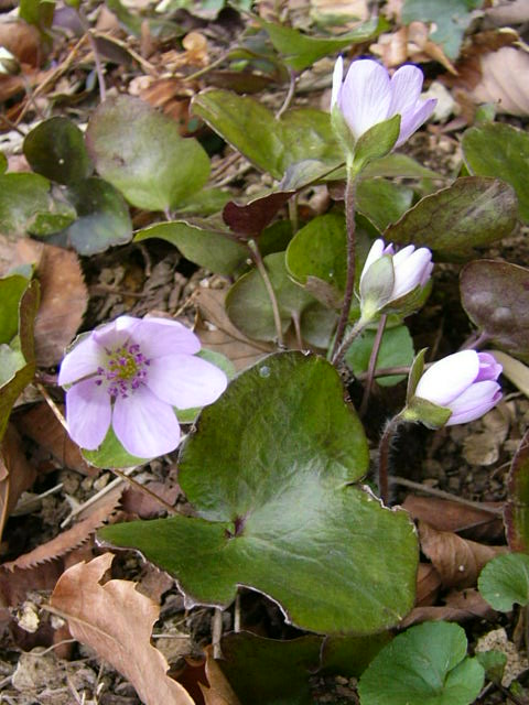 e0145782_20262074.jpg