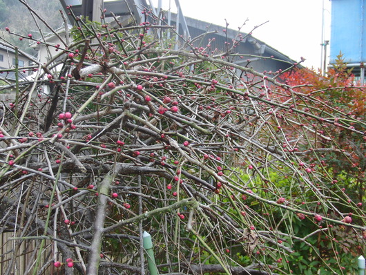 c0020725_9535079.jpg