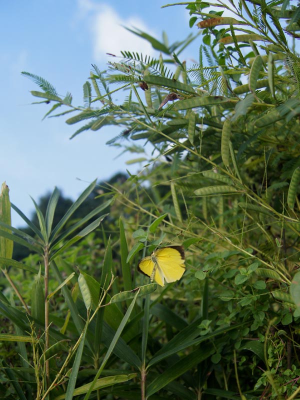 c0045352_232038.jpg