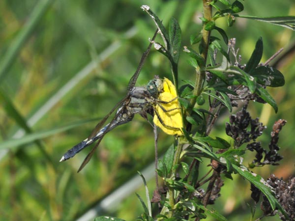 c0045352_2322273.jpg