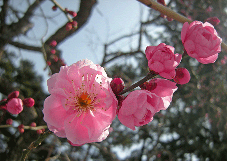 a0001354_19374056.gif