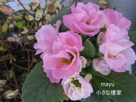 a0243064_1742399.jpg