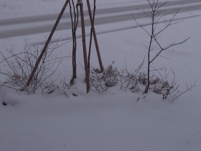 c0166668_0441165.jpg