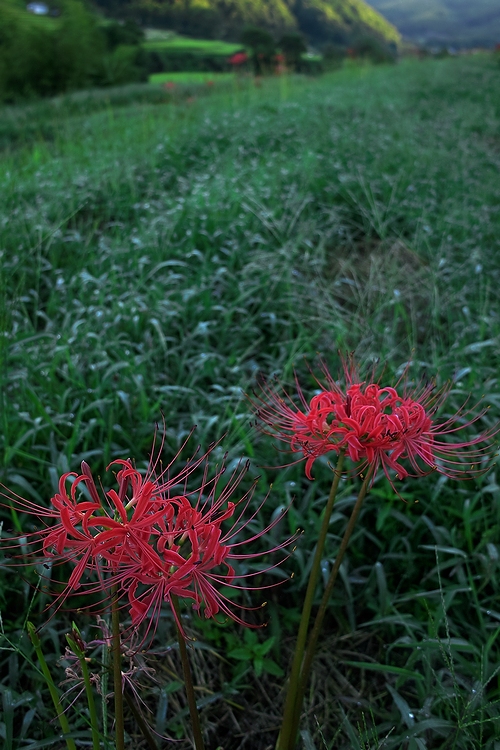 c0198227_16262760.jpg