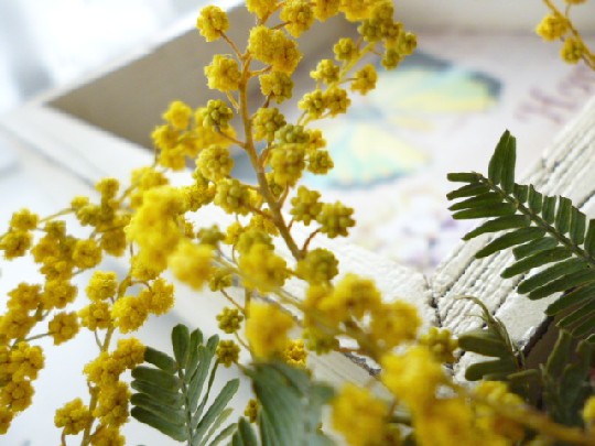 a0255040_1314291.jpg